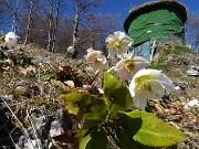 39 Helleborus niger (Ellebori) al capanno di caccia